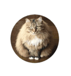 猫と魚とウサギ（個別スタンプ：7）