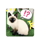 猫と魚とウサギ（個別スタンプ：8）