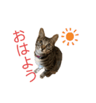 ちくわであそぶ〜？（個別スタンプ：1）