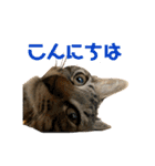 ちくわであそぶ〜？（個別スタンプ：2）