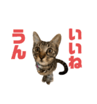 ちくわであそぶ〜？（個別スタンプ：4）