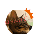 ちくわであそぶ〜？（個別スタンプ：7）