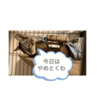 ちくわであそぶ〜？（個別スタンプ：13）