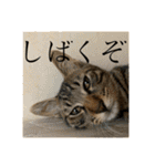 ちくわであそぶ〜？（個別スタンプ：24）