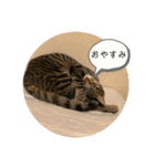 ちくわであそぶ〜？（個別スタンプ：27）