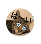 ちくわであそぶ〜？（個別スタンプ：35）