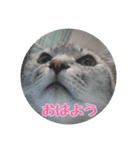 じぇい 日常で使いやすい保護猫スタンプ（個別スタンプ：1）