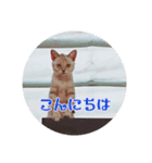 じぇい 日常で使いやすい保護猫スタンプ（個別スタンプ：2）