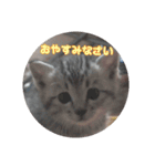 じぇい 日常で使いやすい保護猫スタンプ（個別スタンプ：3）