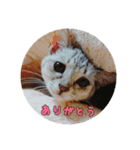 じぇい 日常で使いやすい保護猫スタンプ（個別スタンプ：4）