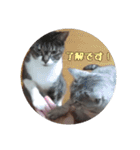 じぇい 日常で使いやすい保護猫スタンプ（個別スタンプ：5）