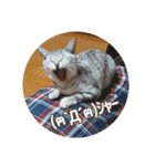 じぇい 日常で使いやすい保護猫スタンプ（個別スタンプ：7）