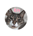 じぇい 日常で使いやすい保護猫スタンプ（個別スタンプ：9）