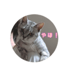 じぇい 日常で使いやすい保護猫スタンプ（個別スタンプ：10）