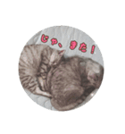 じぇい 日常で使いやすい保護猫スタンプ（個別スタンプ：11）