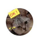 じぇい 日常で使いやすい保護猫スタンプ（個別スタンプ：12）