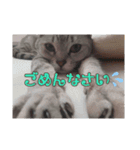 じぇい 日常で使いやすい保護猫スタンプ（個別スタンプ：13）
