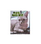 じぇい 日常で使いやすい保護猫スタンプ（個別スタンプ：14）