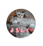 じぇい 日常で使いやすい保護猫スタンプ（個別スタンプ：15）
