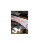 じぇい 日常で使いやすい保護猫スタンプ（個別スタンプ：16）