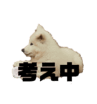 あに・まる（個別スタンプ：4）