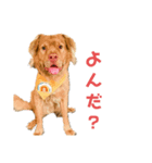 あに・まる（個別スタンプ：8）