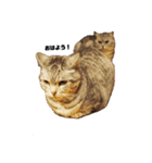 INOUE CATS（個別スタンプ：1）