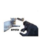 INOUE CATS（個別スタンプ：2）