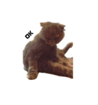INOUE CATS（個別スタンプ：3）