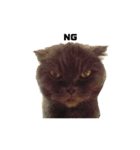 INOUE CATS（個別スタンプ：4）