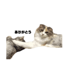 INOUE CATS（個別スタンプ：5）