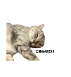 INOUE CATS（個別スタンプ：6）