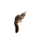 INOUE CATS（個別スタンプ：7）