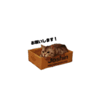 INOUE CATS（個別スタンプ：9）