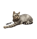 INOUE CATS（個別スタンプ：10）