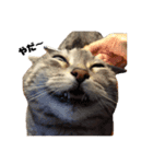 INOUE CATS（個別スタンプ：11）