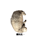 INOUE CATS（個別スタンプ：13）
