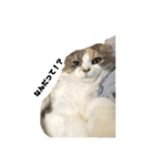 INOUE CATS（個別スタンプ：14）