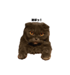 INOUE CATS（個別スタンプ：15）