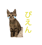 俺とルナ（個別スタンプ：8）