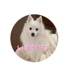 猿集団と一匹ワンちゃんと一匹恐竜（個別スタンプ：4）