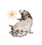 友達のフェレット（個別スタンプ：5）