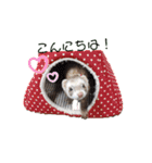 友達のフェレット（個別スタンプ：10）