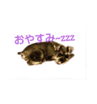 koto second（個別スタンプ：2）