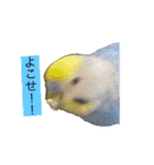 毎日ちょぴん（個別スタンプ：2）