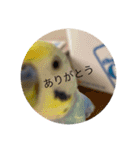 毎日ちょぴん（個別スタンプ：8）