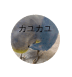毎日ちょぴん（個別スタンプ：12）