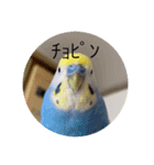 毎日ちょぴん（個別スタンプ：15）