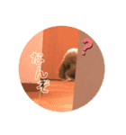 chocolaスタンプ（個別スタンプ：11）