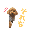 chocolaスタンプ（個別スタンプ：14）